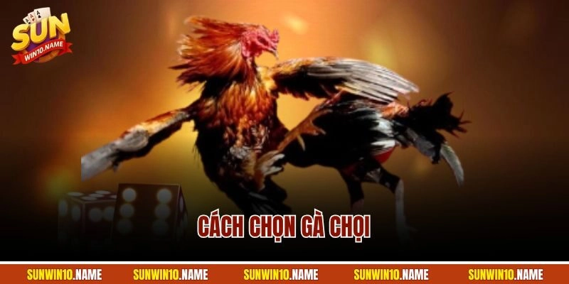 Cách Chọn Gà Chọi - Hướng Dẫn Bí Quyết Từ Chuyên Gia Lâu Năm