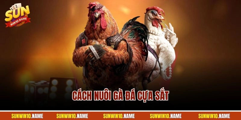 Cách Nuôi Gà Đá Cựa Sắt | Kỹ Thuật Chi Tiết Từ A - Z 2025